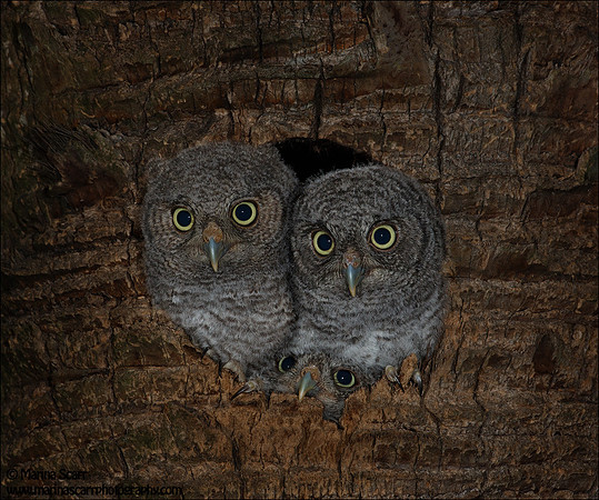 3's a Crowd - Screech Owlets