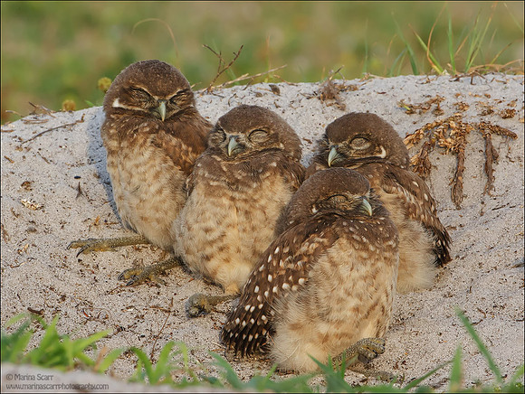 Sleepy Heads