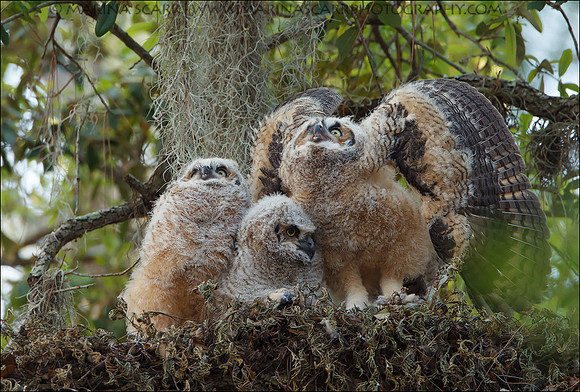 Great Horned Owlets