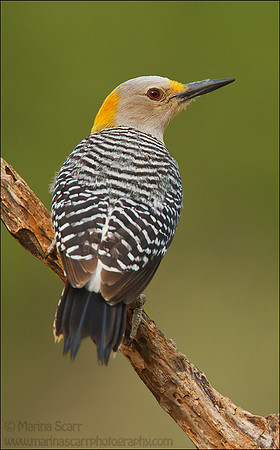 Golden-fronted Woodpecker - Female