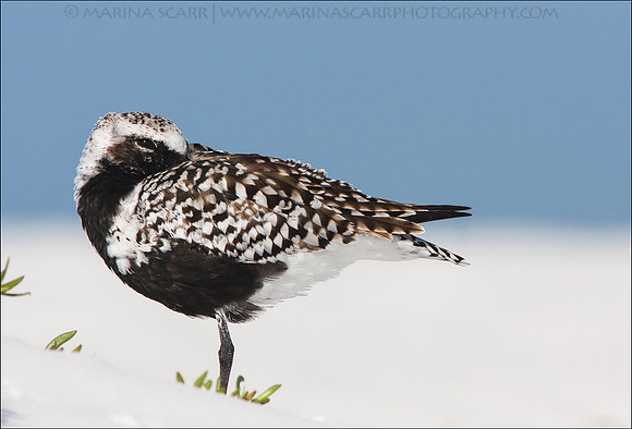 Black-bellied Plover Resting