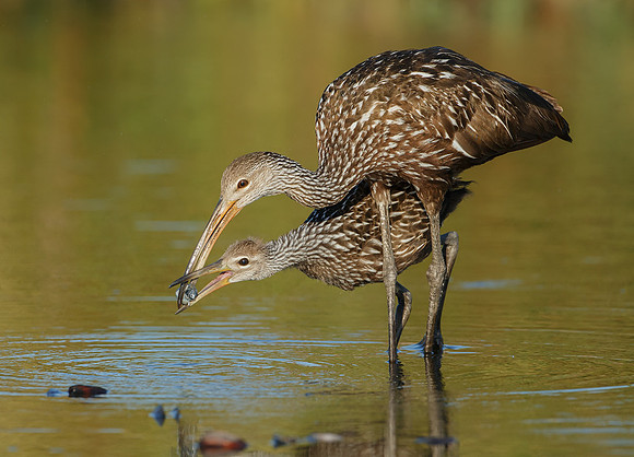 Limpkin Feeding Young