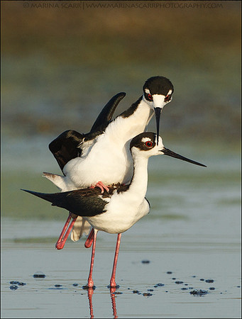 Black-necked Stilts Mating