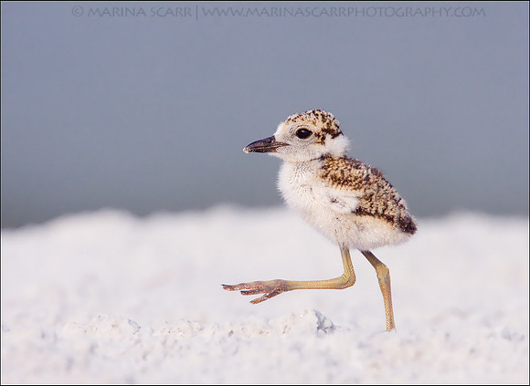 Wilson's Plover Chick Marching