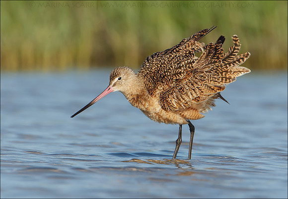 Marbled Godwit Shake