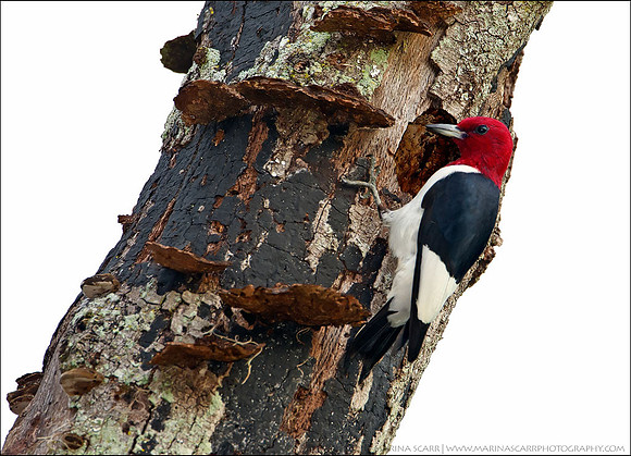 Red-headed Woodpecker @ Cavity