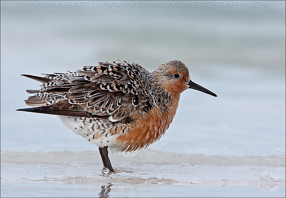Red Knot