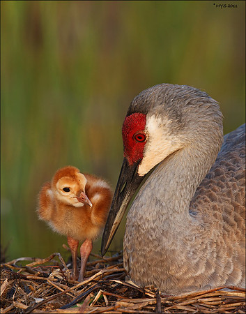 Sandhill Cranes
