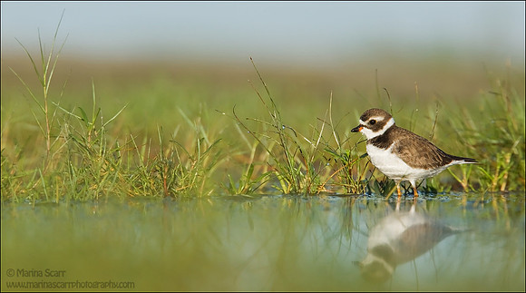 Semipalmated Plover