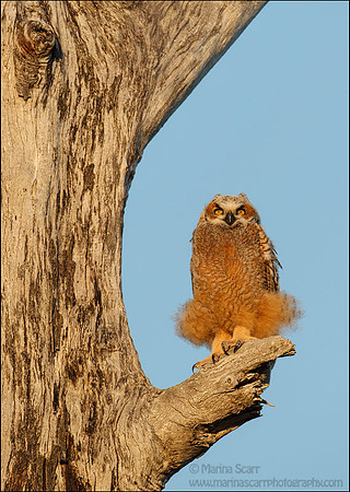 Great Horned Owlet Tutu