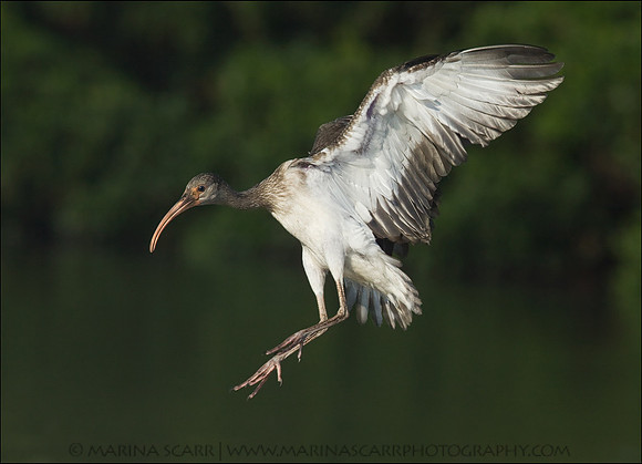 American White Ibis - Fledgling Landing