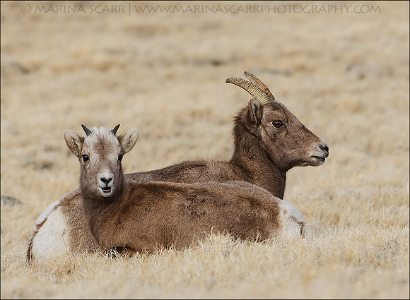 Bighorn Sheep - Nanny & Kid