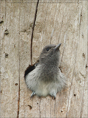 Red-headed Woodpecker Fledgling