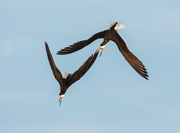 Black Skimmer Aerial Chase