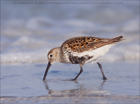 Dunlin