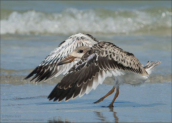 Black Skimmer Fledgling Wing Test