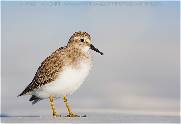 Least Sandpiper