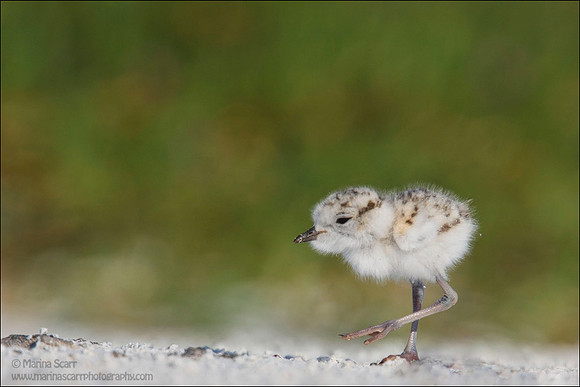 Snowy Plover Chick