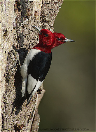 Two-headed Red-headed Woodpecker