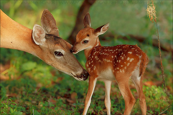 Doe & Fawn Nuzzle