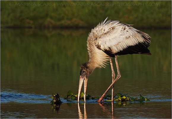 Juvenile Wood Stork Foraging