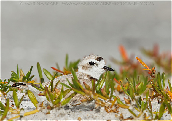 Snowy Plover - Male Incubating