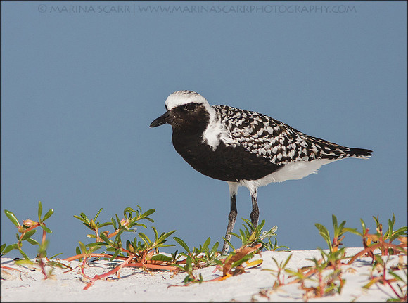 Black-bellied Plover - Breeding Plumage