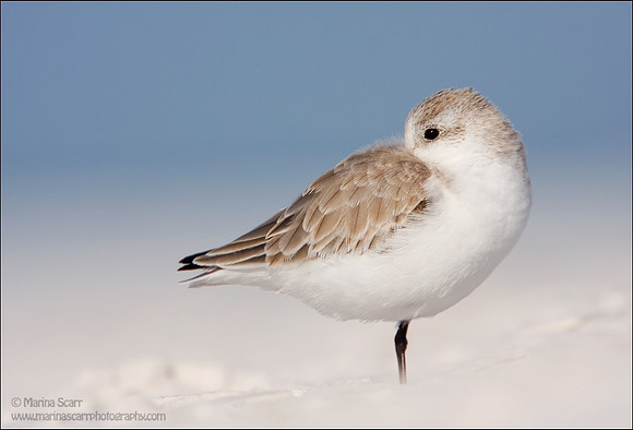 Western Sandpiper