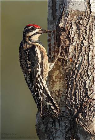 Yellowed-bellied Sapsucker Drilling Sap Wells