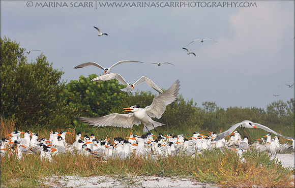 Royal Tern Rookery