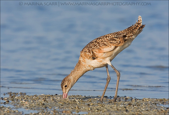 Godwit Foraging