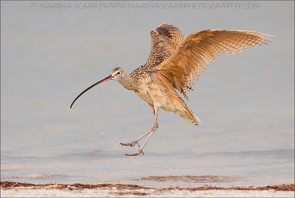 Curlew Jump