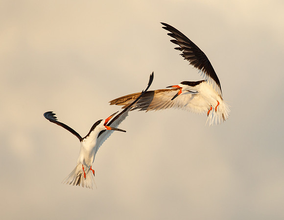 Black Skimmer - Aerial Battle