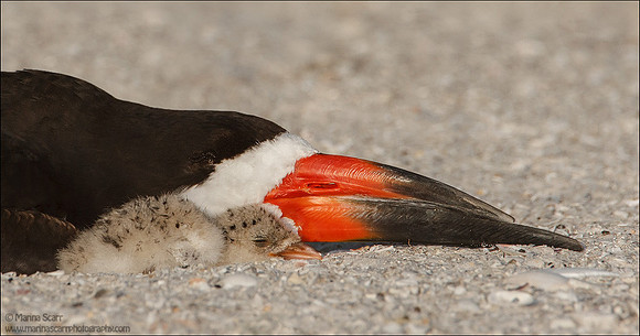 Black Skimmer Siesta