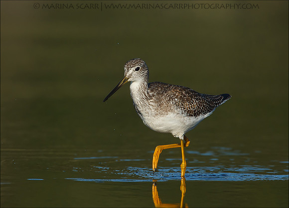 Greater Yellowlegs