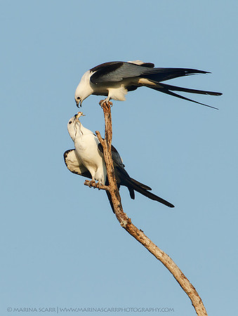 Swallow-tailed Kite Frog Handoff