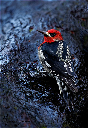 Red-breasted Sapsucker