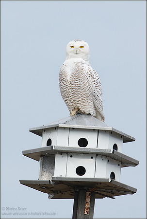 Snowy Owl