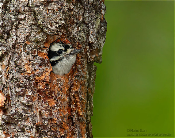 Downy Woodpecker - Male Chick