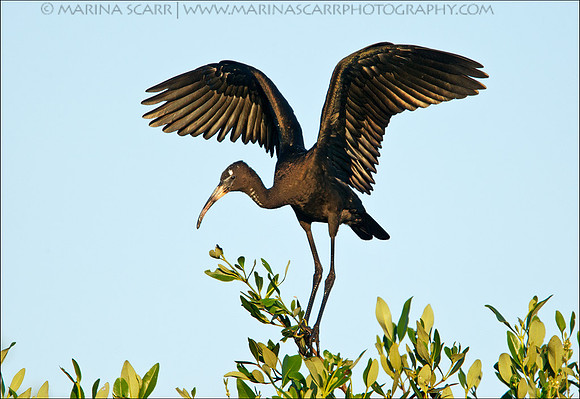 Glossy Ibis Fledgling Balance Act