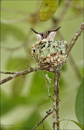 Ruby-throated Hummingbird - Youngsters in Nest