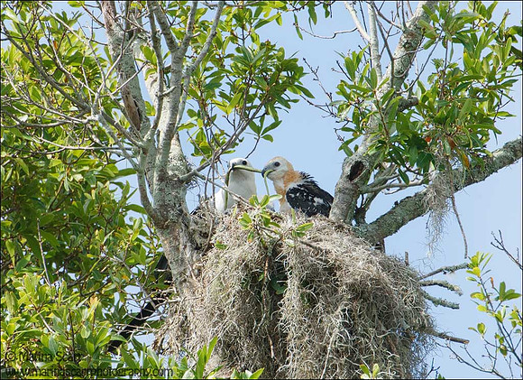 Swallow-tailed Kites - Youngters Feeding on Green Snake