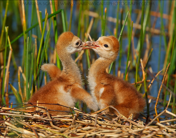Sandhill Crane Squabble