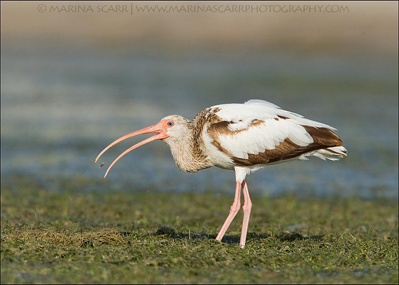 American White Ibis - Juvenile Feeding