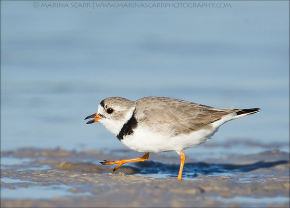 Piping Plover