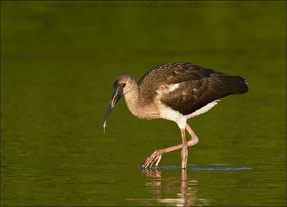 White Ibis Fledgling