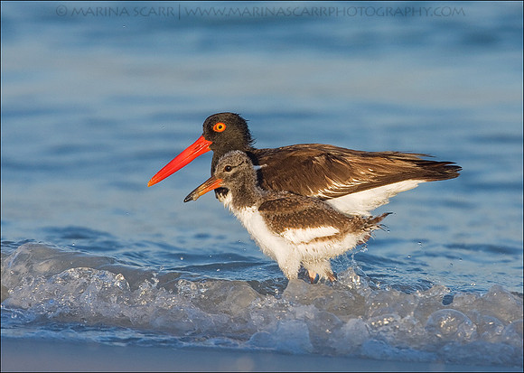 American Oystercatchers