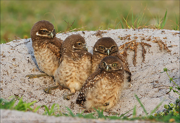 Burrowing Owlets @ Burrow