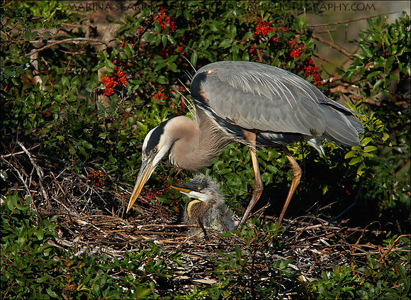 Great Blue Heron Nest