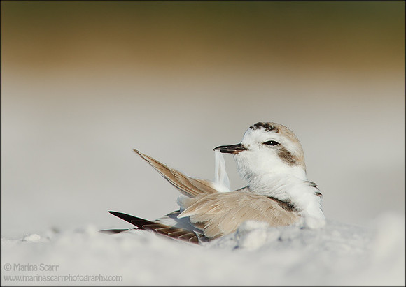 Snowy Plover - Male Preening
